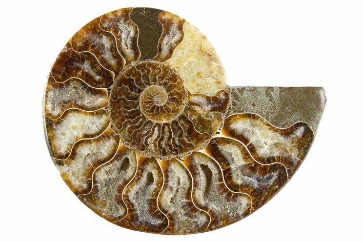 Cut & Polished Ammonite Fossil (Half) - Madagascar #345981